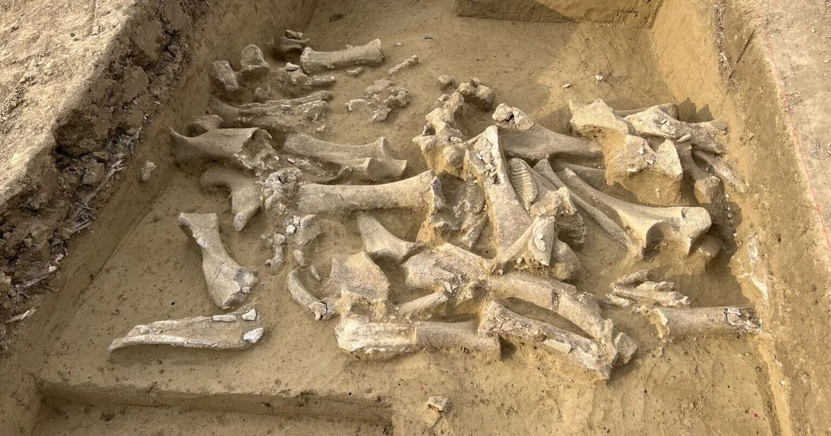 Estudo revela: caçadores do gelo preferiam mamutes lanosos fêmea, mostra análise de DNA antigo