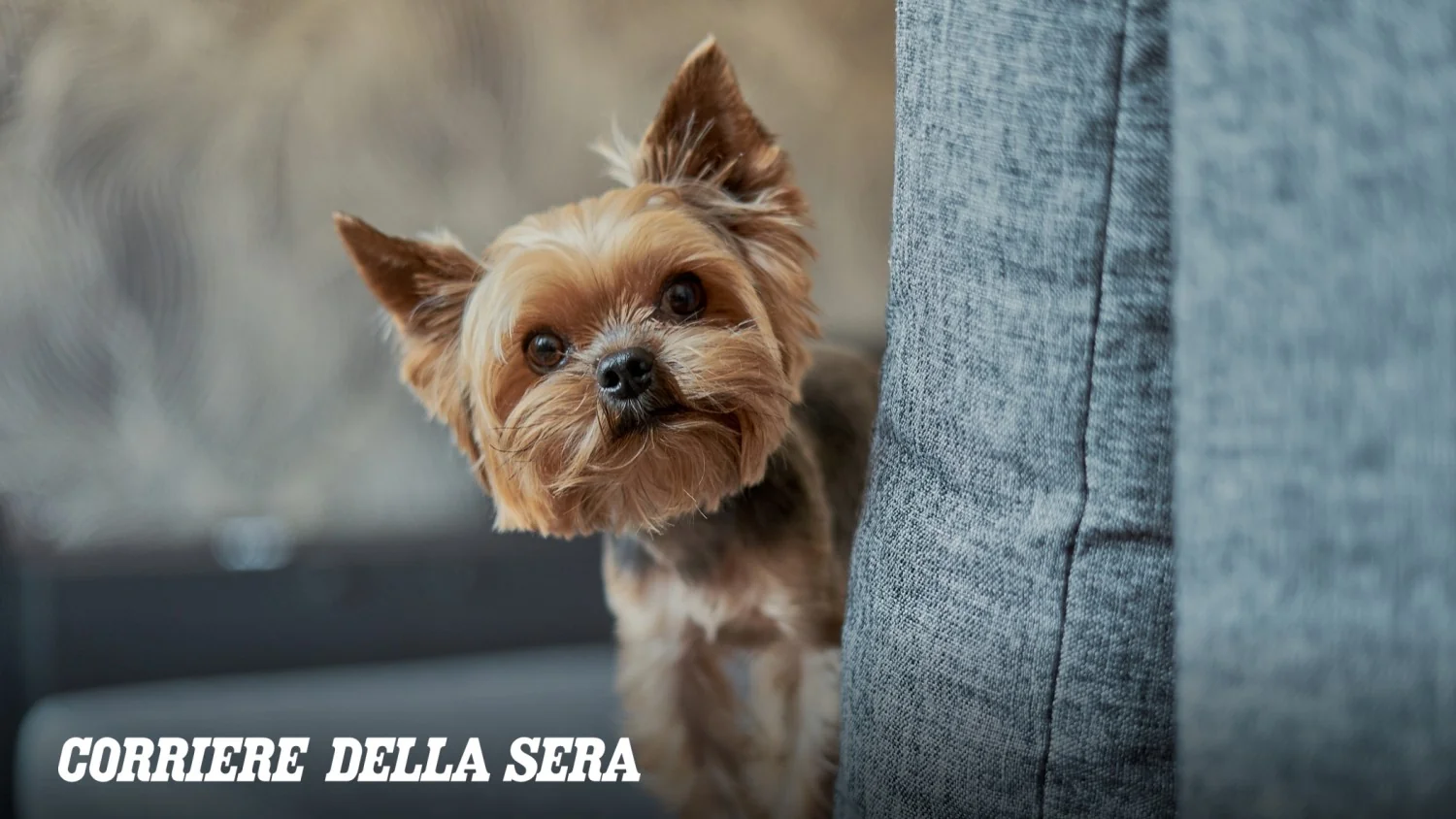 Cães mini e toy: por que 'pequeno' não é sinônimo de fácil — erros comuns a evitar