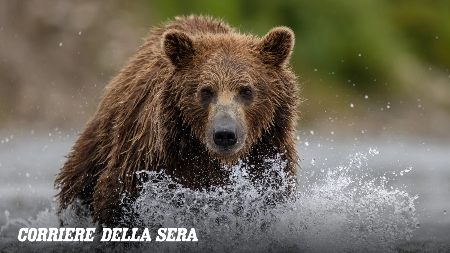 Califórnia quer trazer de volta os grizzly: reparando um erro de 100 anos para recuperar os ecossistemas
