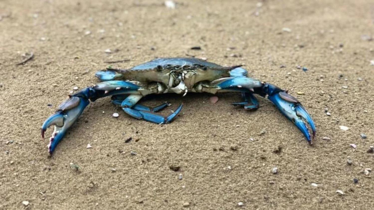 Calor extremo no rio Pó empurra caranguejo azul para a planície da Emília: avanço de espécie invasora