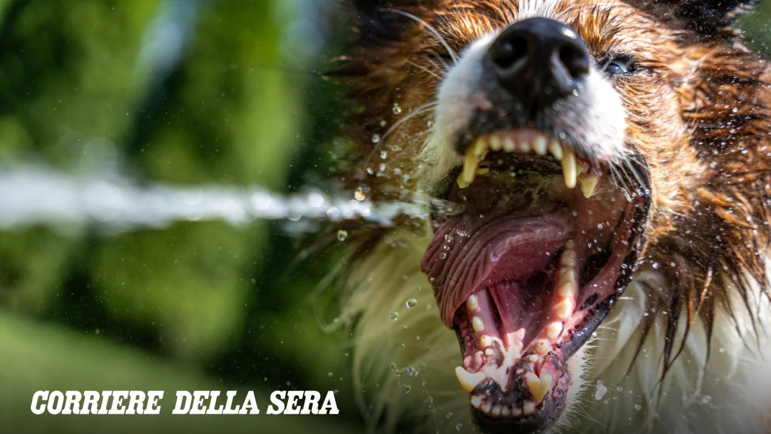 Calor aumenta o estresse em cães e pode aumentar a agressividade: sinais e como agir