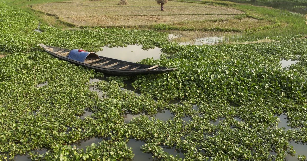 Calor extremo pode reduzir em até 8,1% a produção global de arroz por grau de aquecimento, indica estudo