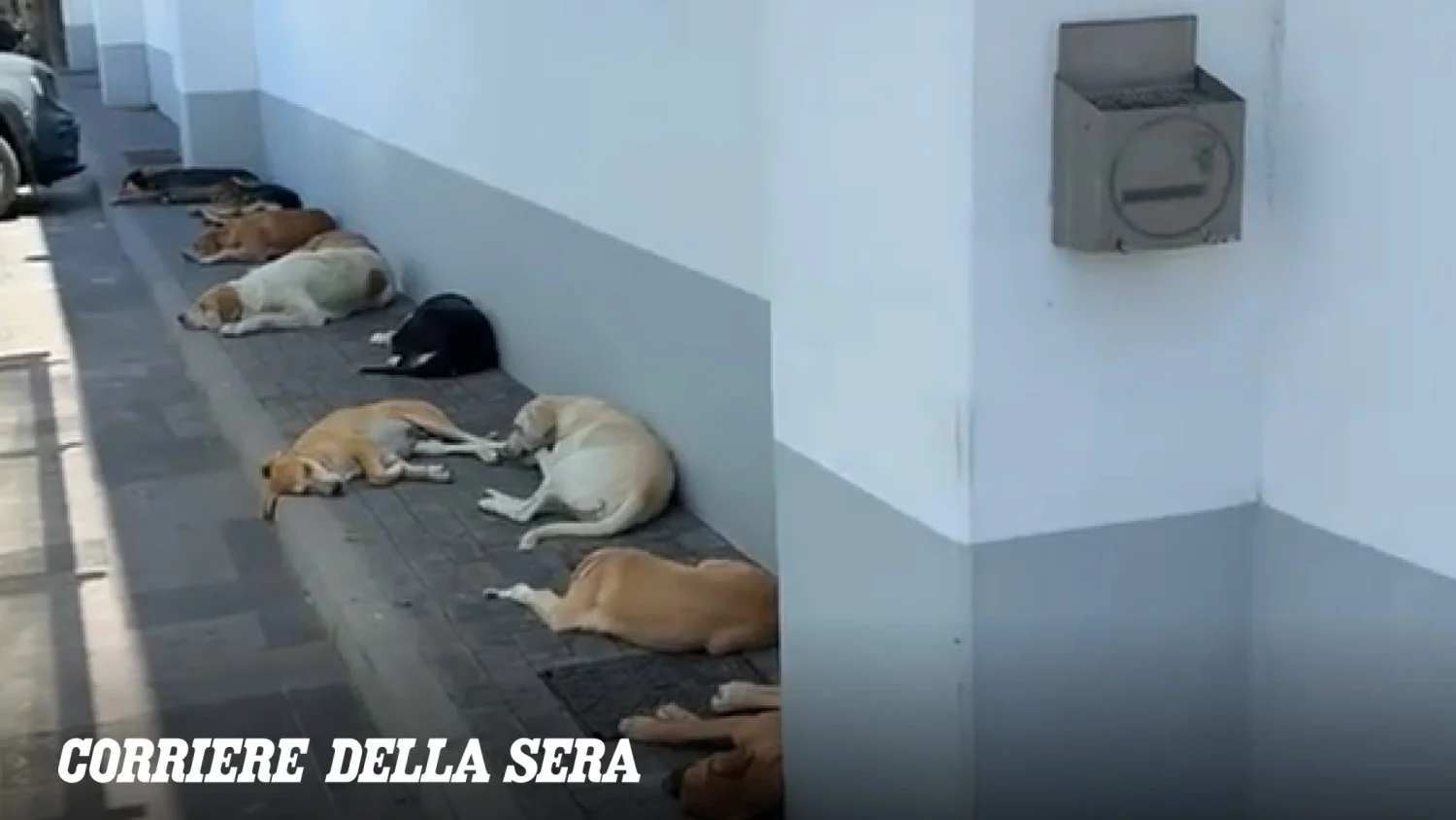 Calor extremo na Sicília: seis cães de rua buscam refúgio em supermercado climatizado de Licata