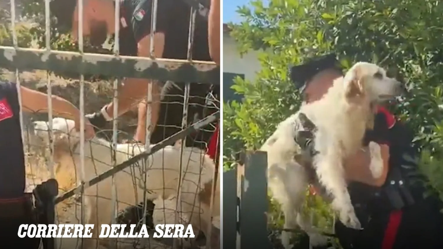 Campi Flegrei: cão ferido é resgatado no jardim de prédio inabitável em Pozzuoli após terremoto