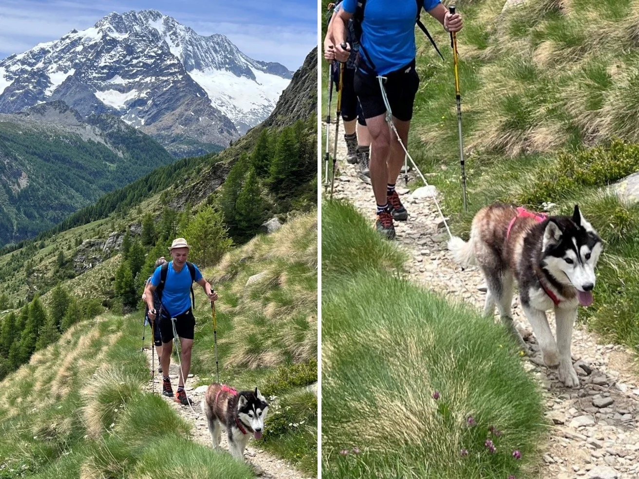 Cão resgatado à noite nos Alpes: por que sempre mantê-lo na guia durante trilhas na montanha