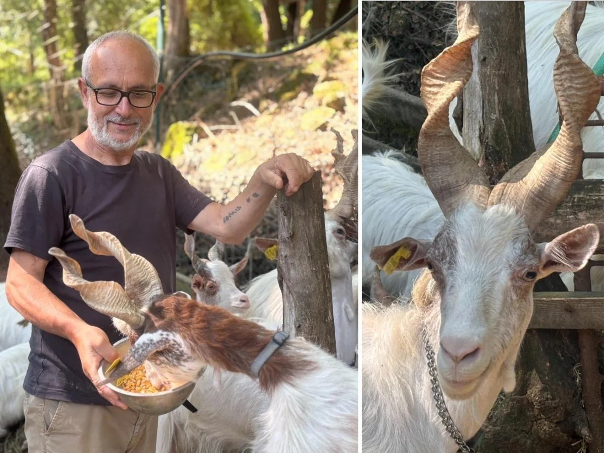 No Lago Trasimeno, casal ítalo-japonês luta para salvar a rara capra girgentana, relíquia de Agrigento