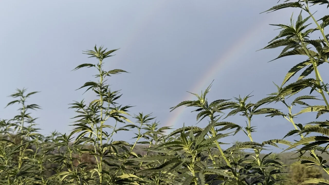 Decreto sobre CBD e receita médica fica suspenso; UE vai decidir