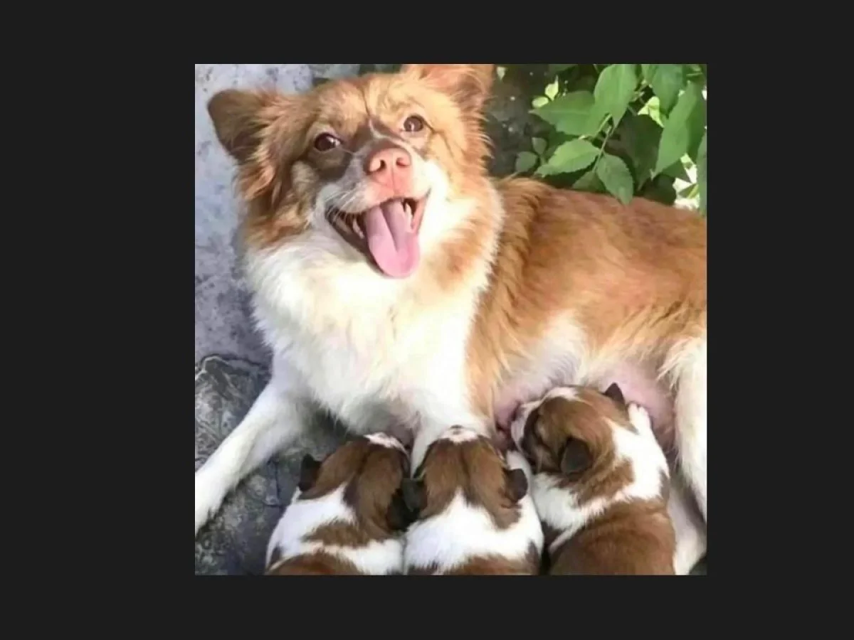 A civilização de um povo medida pelo respeito aos animais: entre o lobo de Camaiore, crueldades na China e o reconhecimento da dieta vegana pela UE