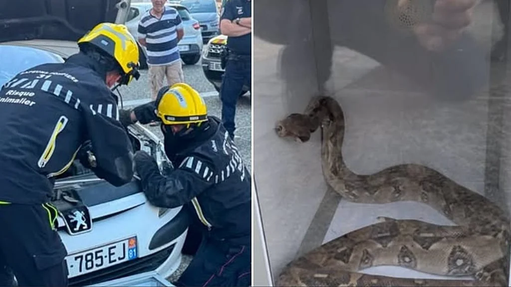 Motorista em Colomiers encontra uma boa constrictor de 1,5 m sob o capô: uma leitura geopolítica do inesperado