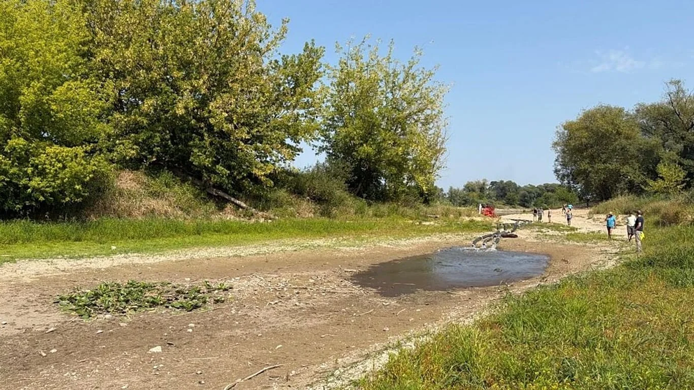 Crise no Danúbio: calor e seca reduzem oxigênio e ameaçam milhares de peixes na Baviera