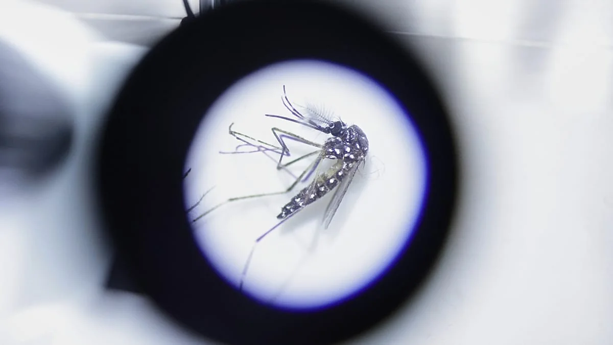 Dengue na Itália: novos casos em Toscana, Friuli, Puglia, Ligúria e Úmbria