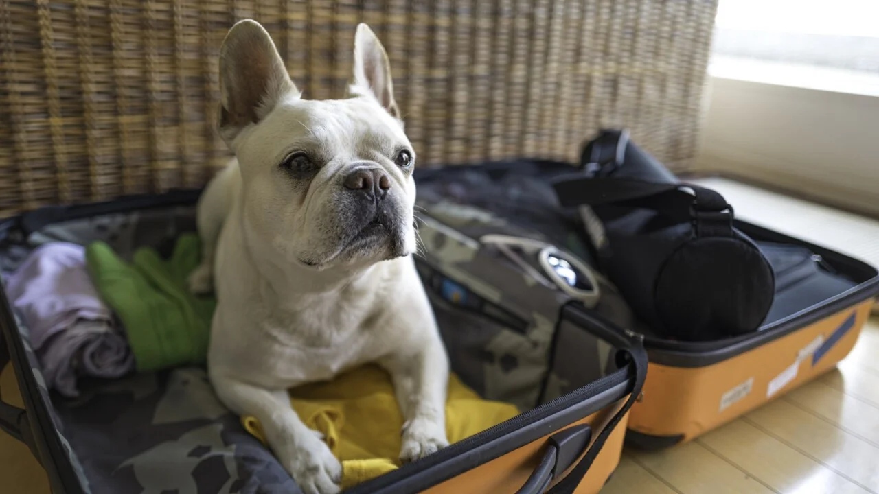 Dia Internacional do Cão: como o pet tourism e as feiras especializadas estão transformando viagens