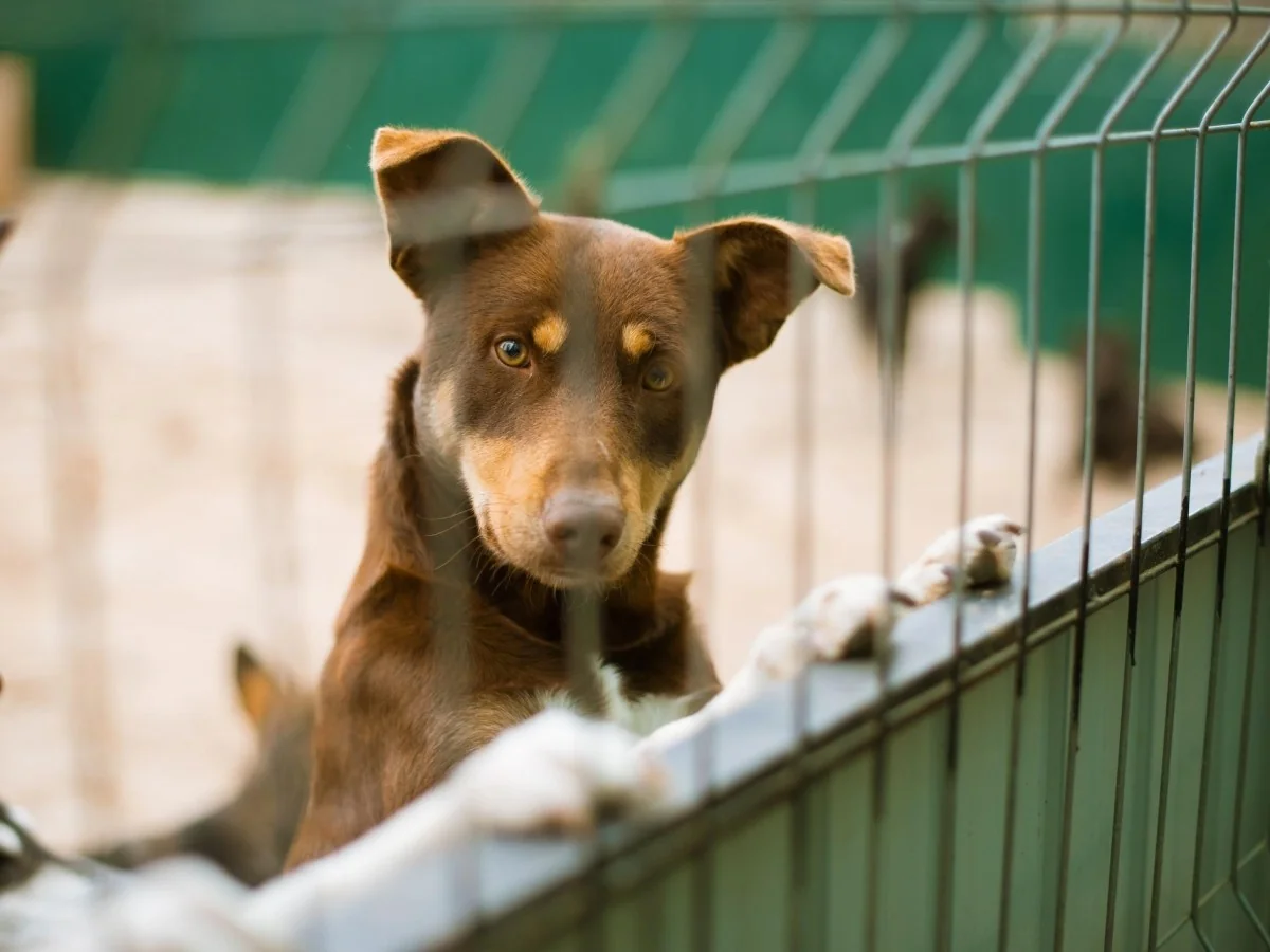 Dia Mundial do Cão é todo dia: guia completo para uma adoção responsável