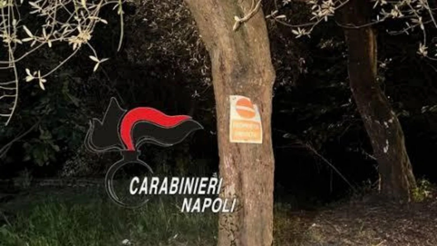 Pusher preso em Massa Lubrense após esconder droga dentro de ulivo e orientar clientes via WhatsApp
