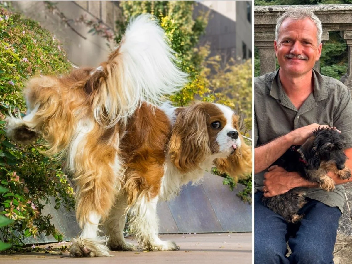 Como evitar que cães e gatos façam xixi em muros e vasos: erros a evitar e 3 dicas práticas
