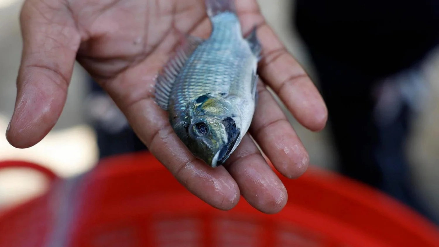 Brasil inaugura primeira fábrica de pele de tilápia para tratar queimaduras no Ceará