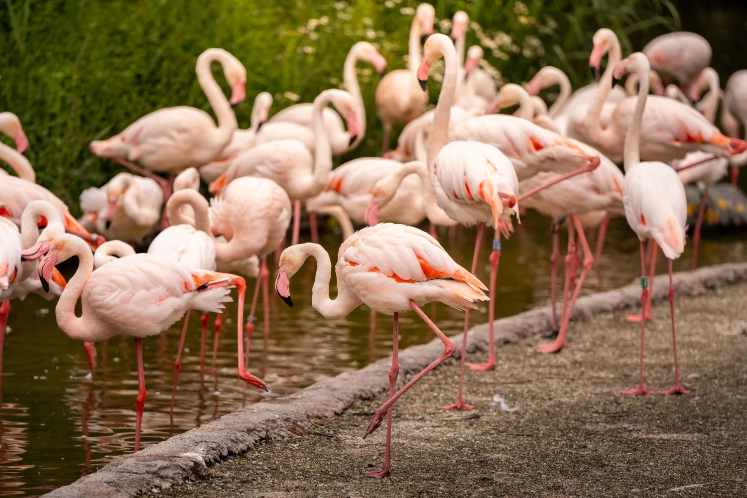 Flamingos: embaixadores das áreas úmidas em declínio — 381 exemplares em zoológicos italianos mobilizam campanha europeia
