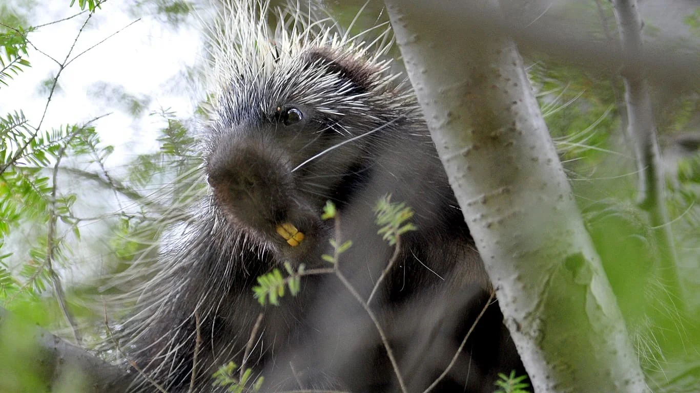 Fuga de porcos-espinho perto de Varsóvia: três animais avistados e buscas ampliadas na Masóvia