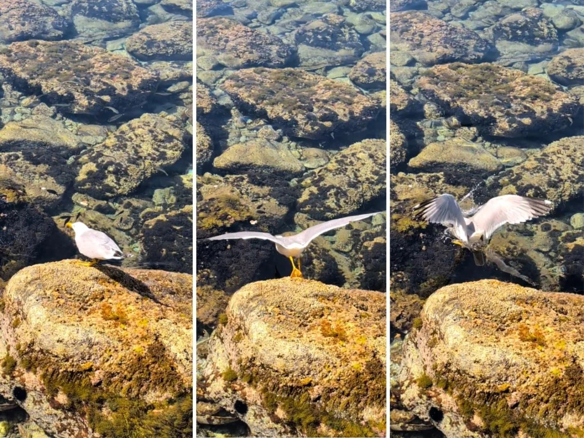 Gaivota-real mediterrânea usa pão e pizza como isca para pescar — primeira observação confirma inovação comportamental