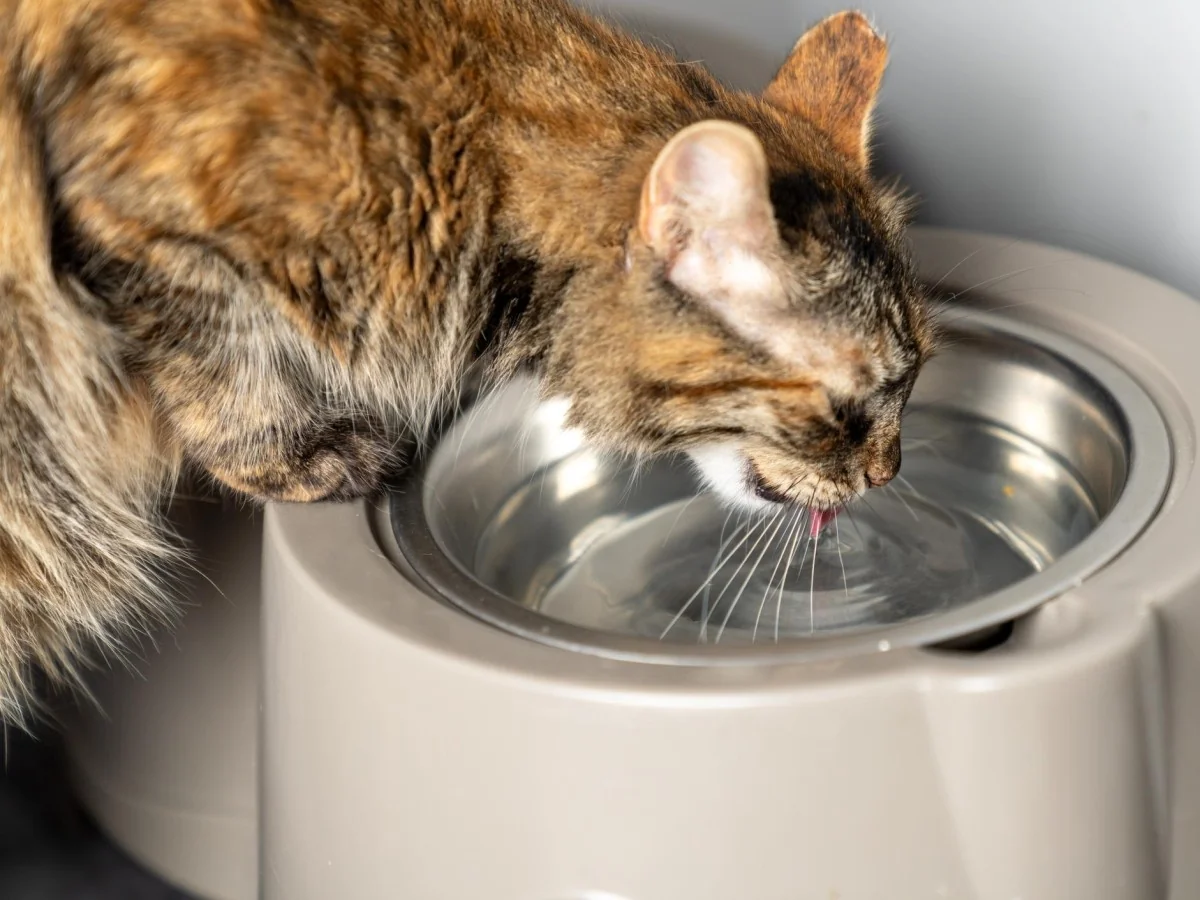 Calor e gato que bebe pouco? Como incentivar a hidratação com brodo, bebedouros e escolhas inteligentes