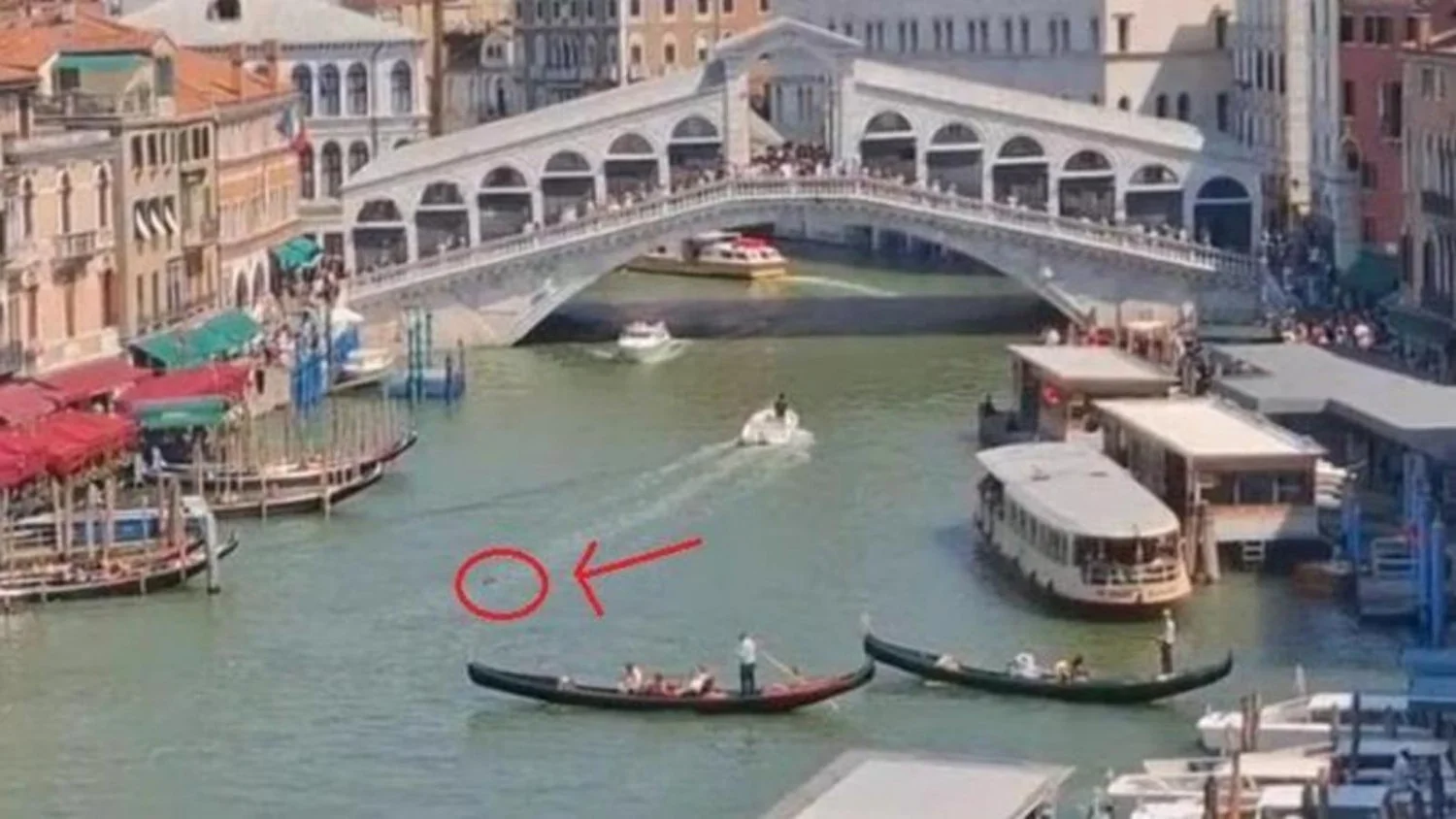 Golfinho no Canal Grande em Veneza: prefeito Venturini pede atenção para proteger o animal