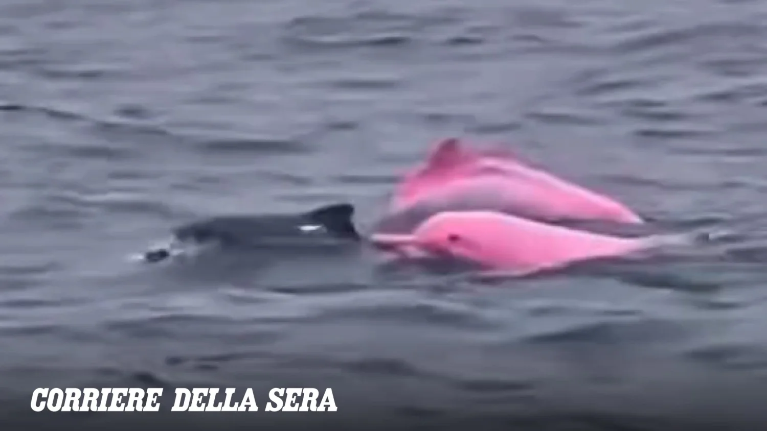 Golfinhos rosa avistados na Tailândia: o que sabemos sobre os Sousa chinensis