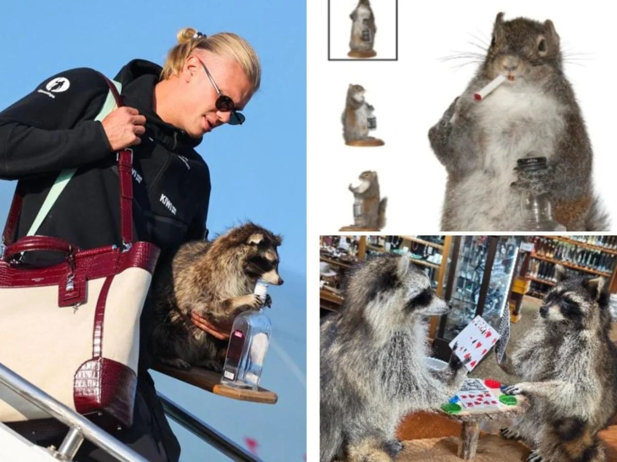 Haaland e o procione embalsamado: polêmica sobre souvenirs e o risco de normalizar a morte de animais