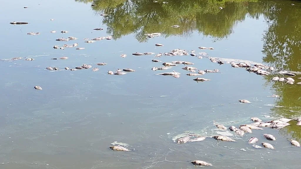 Seca na Hungria causa morte em massa: 300-350 toneladas de peixes morrem em Rétimajor