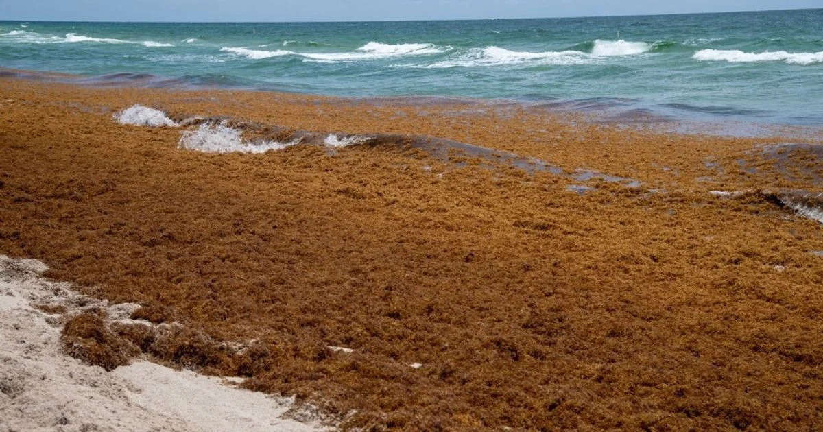 IA revela expansão massiva de algas na superfície dos oceanos: diagnóstico e impactos