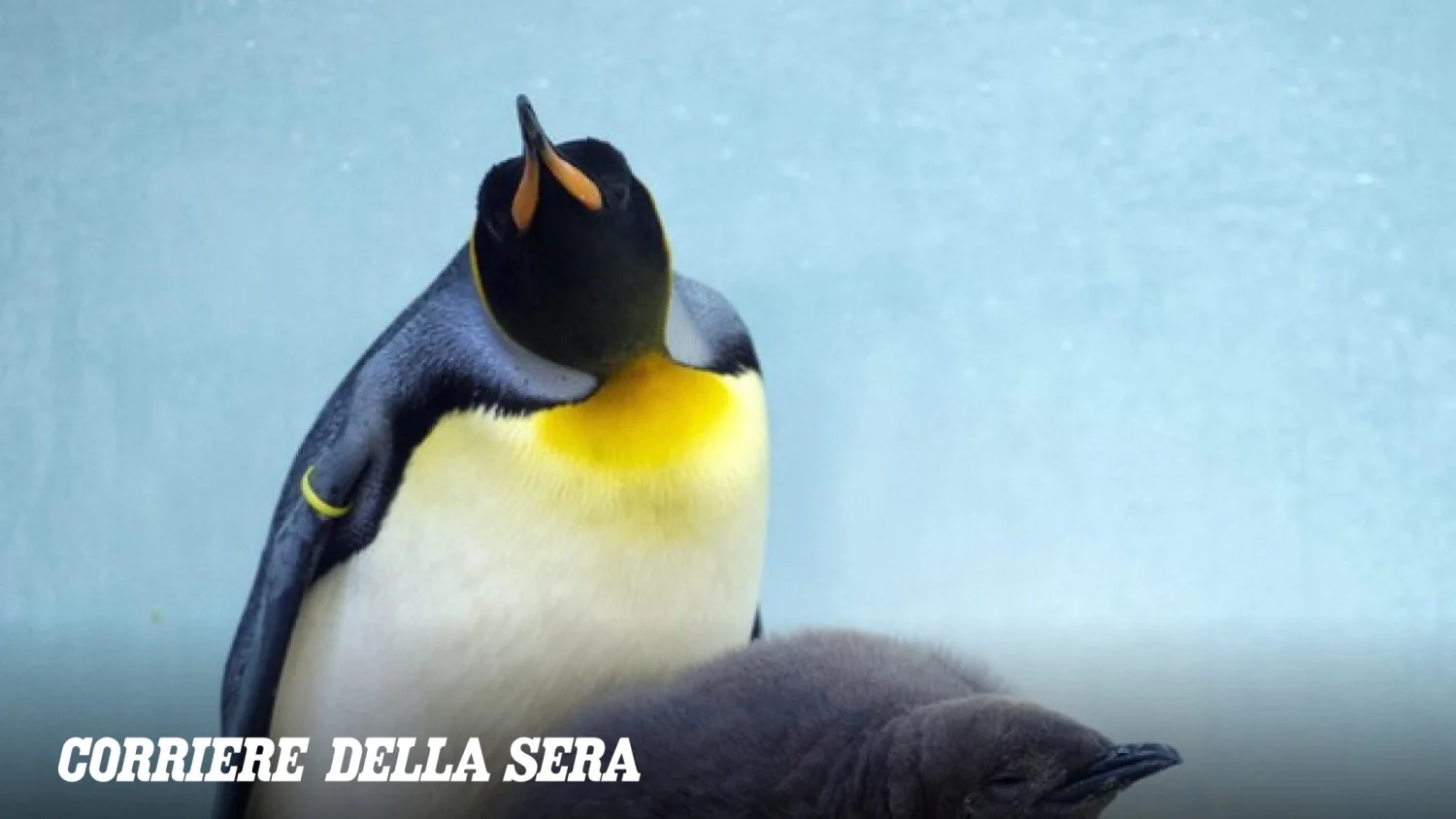 Iceberg encalhado na ilha Coulman reduziu em 69% nascimentos de pinguins-imperador, dizem pesquisadores