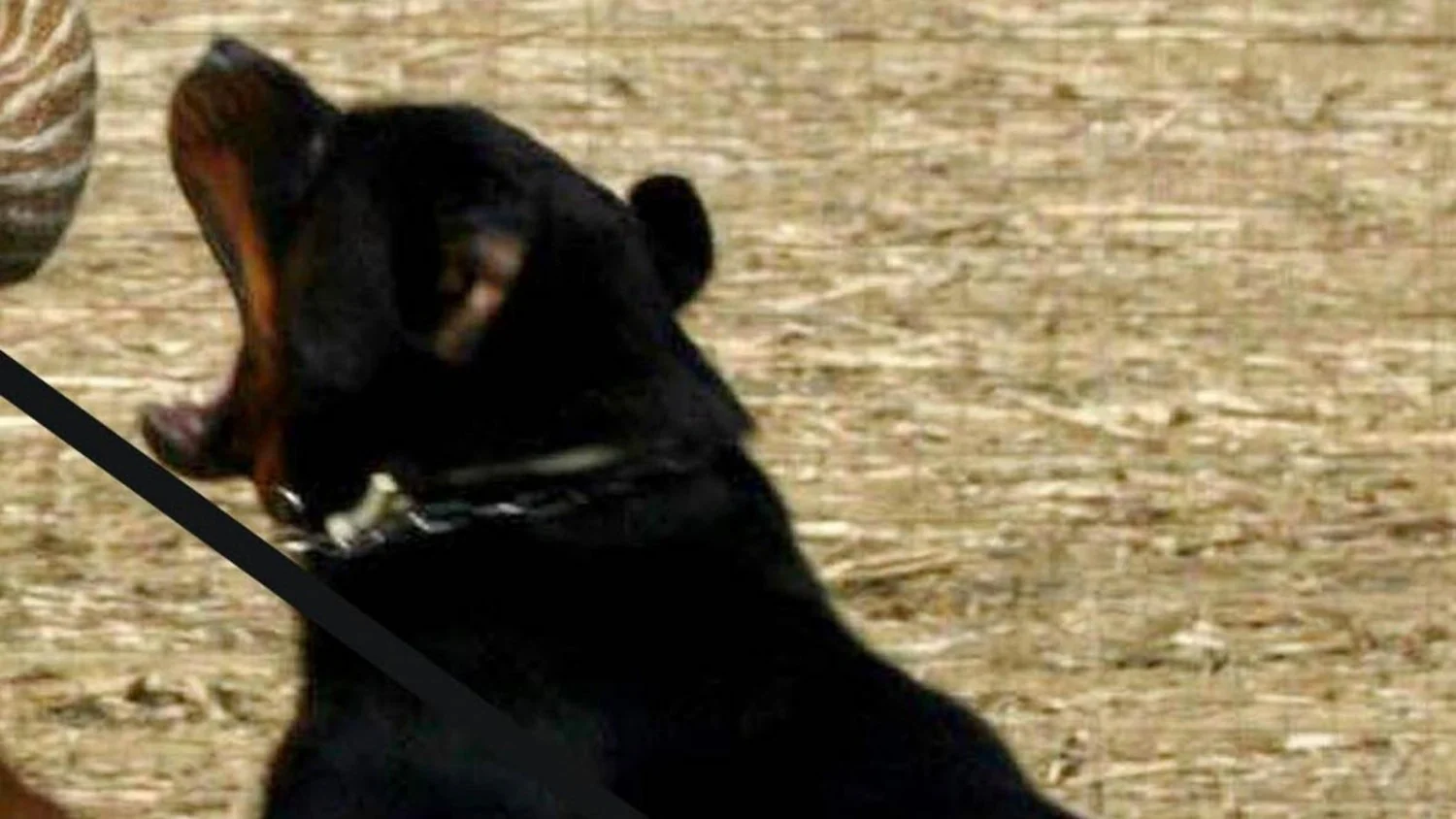 Idoso de 72 anos é atacado e morto por dois rottweilers nas campanhas do Salento