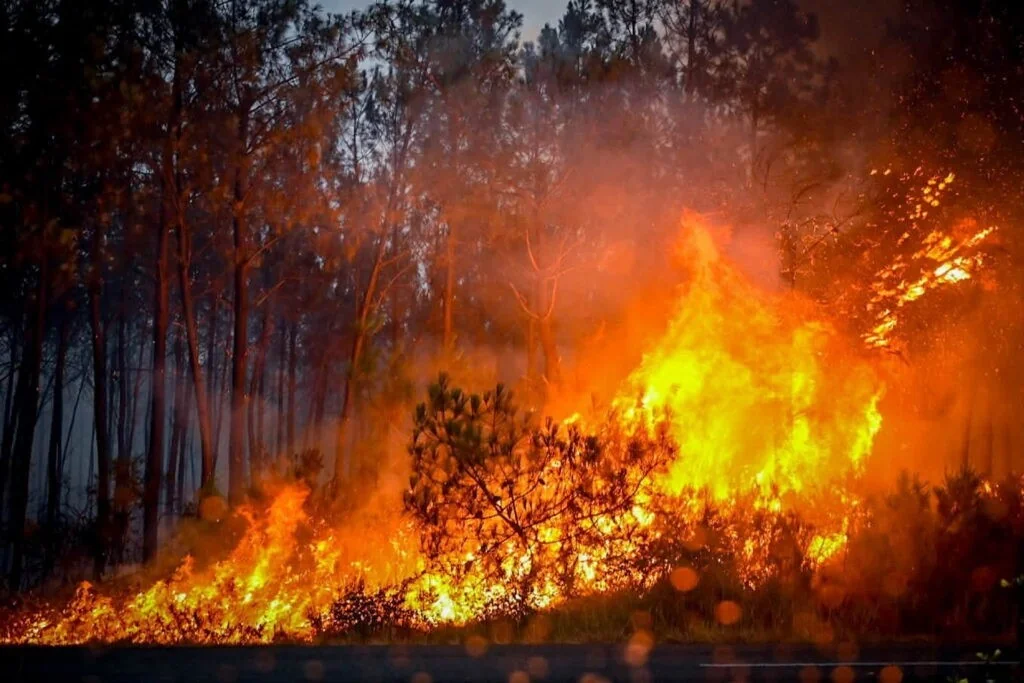 Incêndios na Europa: estudo alerta para aumento de 39% mesmo no melhor cenário e pede gestão estratégica