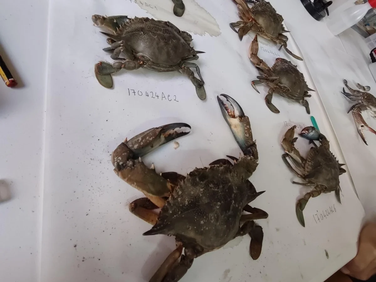 Invasão do caranguejo azul em Vendicari: monitoramento e estratégias para conter a espécie invasora
