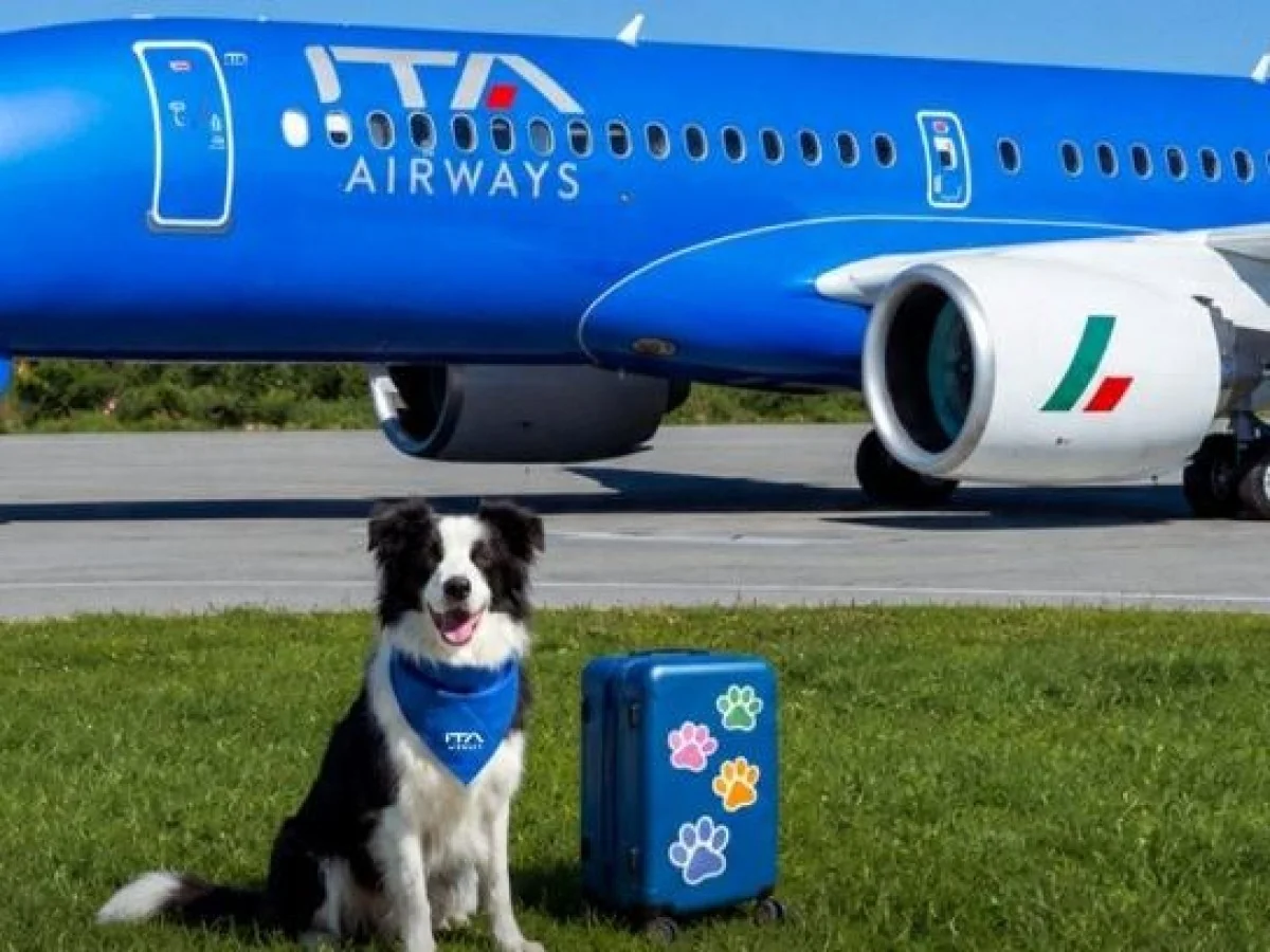 Ita Airways libera cabine para cães de grande porte: tudo sobre regras, vagas e custos