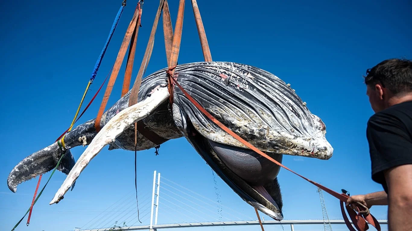 Jubarte encontrada morta no Mar Báltico: autópsia na Alemanha busca esclarecer causas
