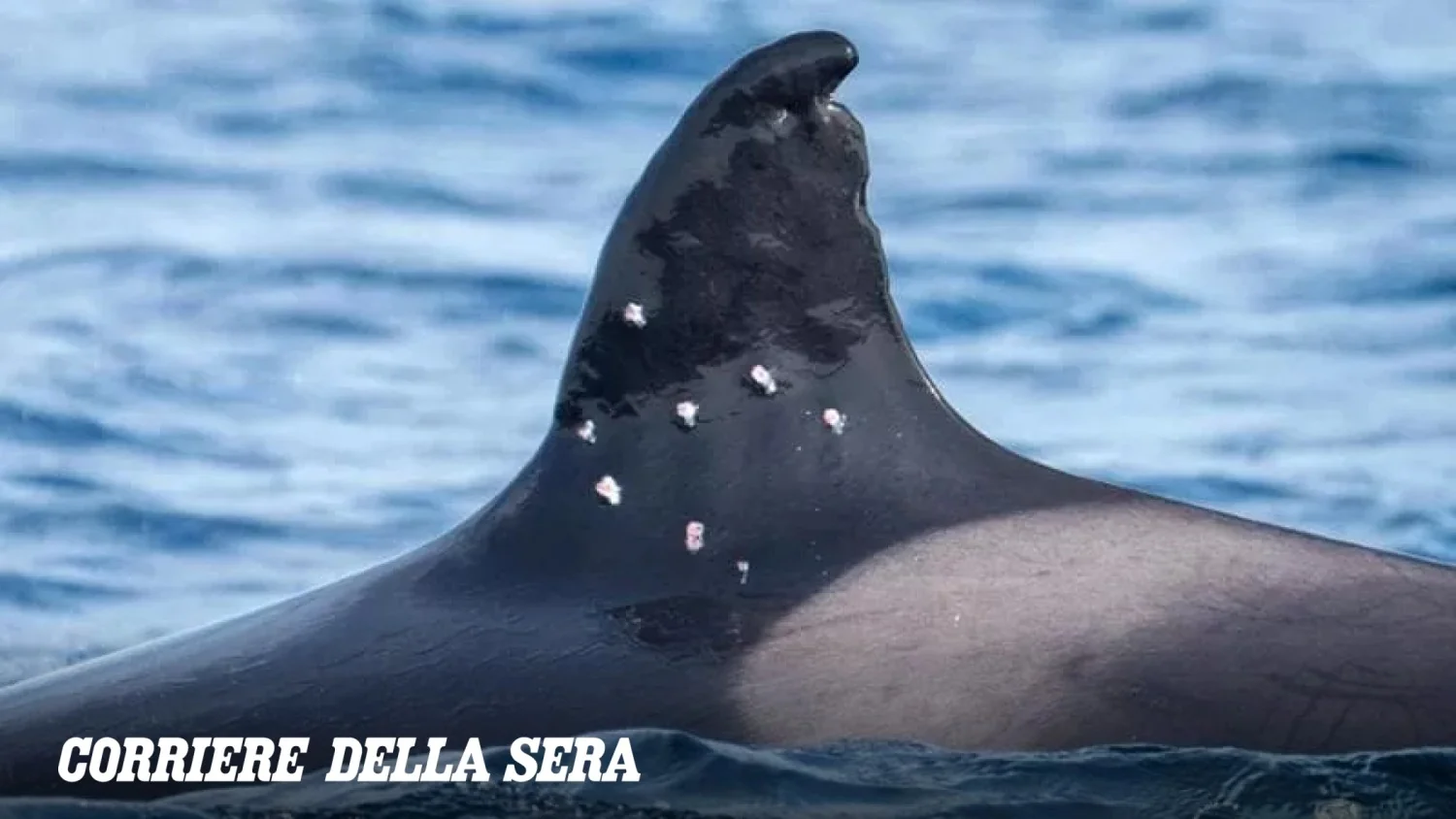 La Nonna: orca centenária do Estreito de Gibraltar exibe dez furos compatíveis com tiros