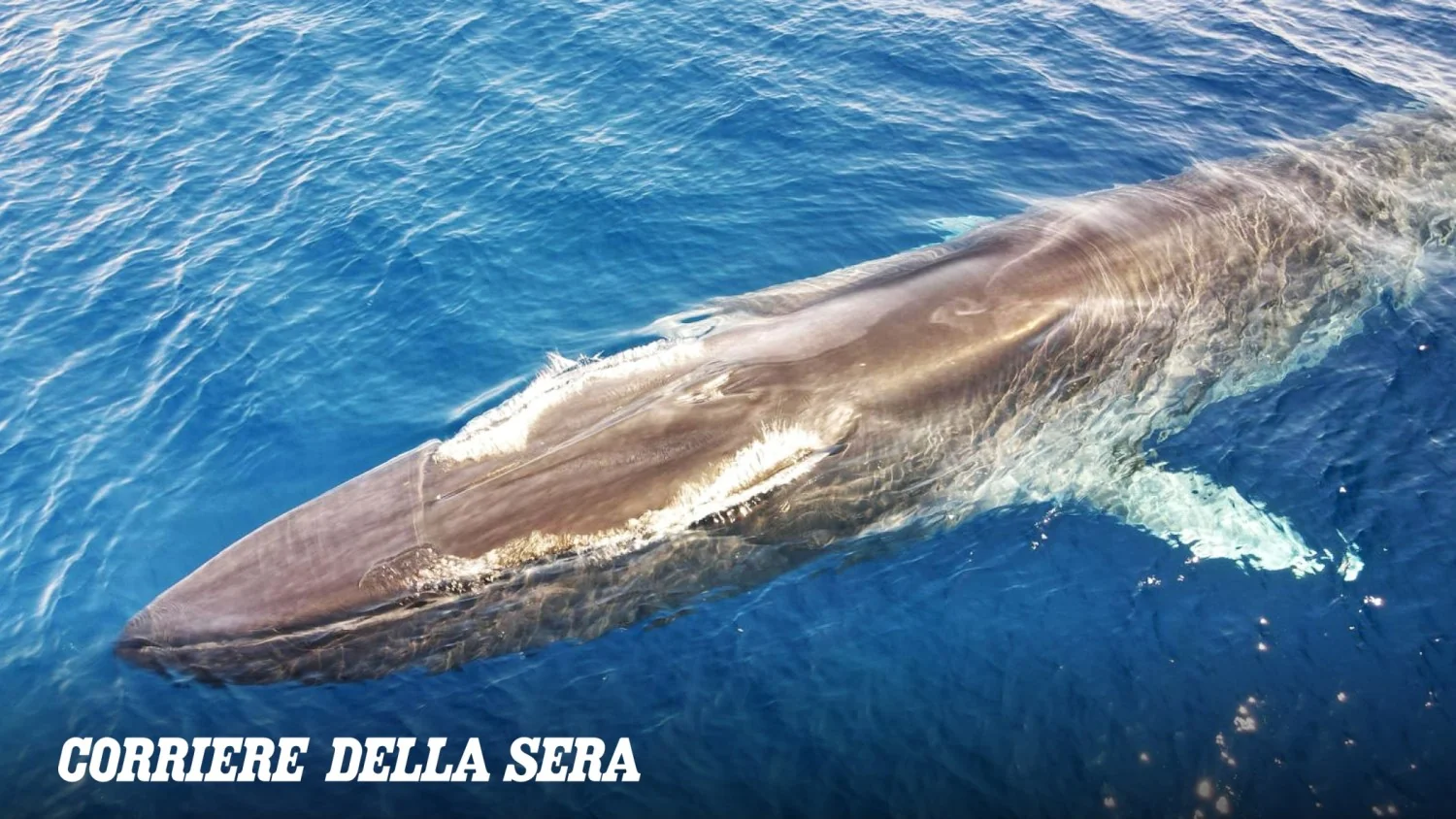 Lanchas elétricas em Mônaco: apelo para suspender corrida no Santuário Pelagos que ameaça baleias e golfinhos