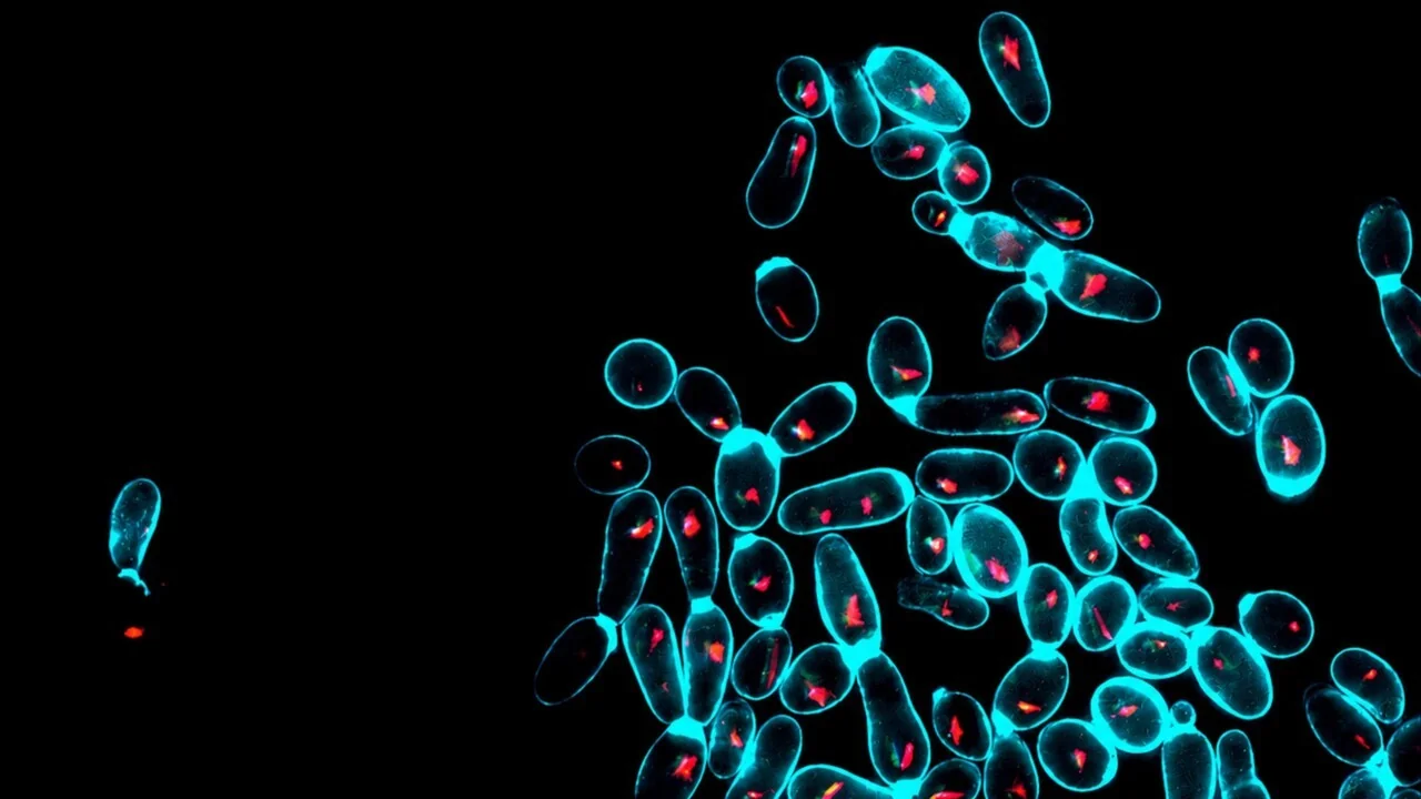 Leveduras do kefir ajudam a restaurar o equilíbrio do microbiota intestinal, diz estudo