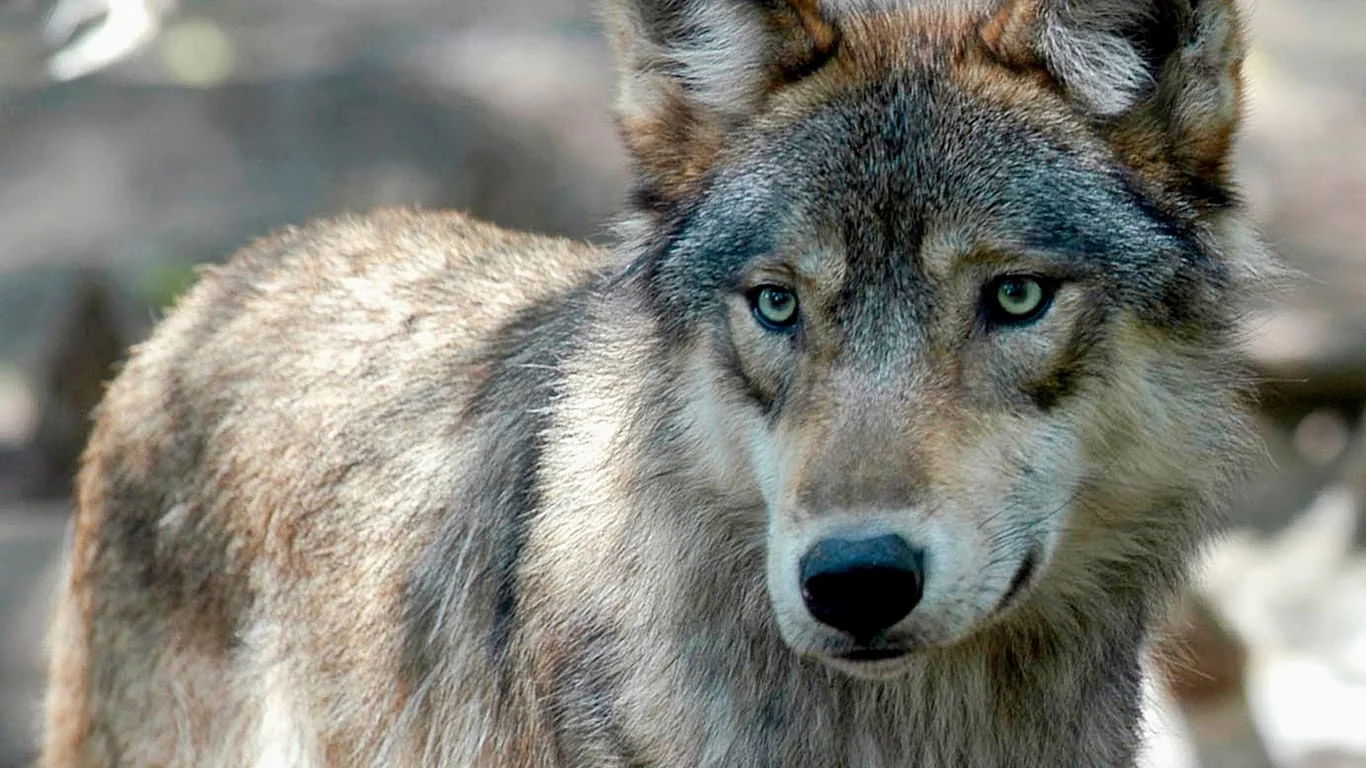 Lobos na Itália: aumento de avistamentos e presuntas agressões em Puglia desafiam autoridades