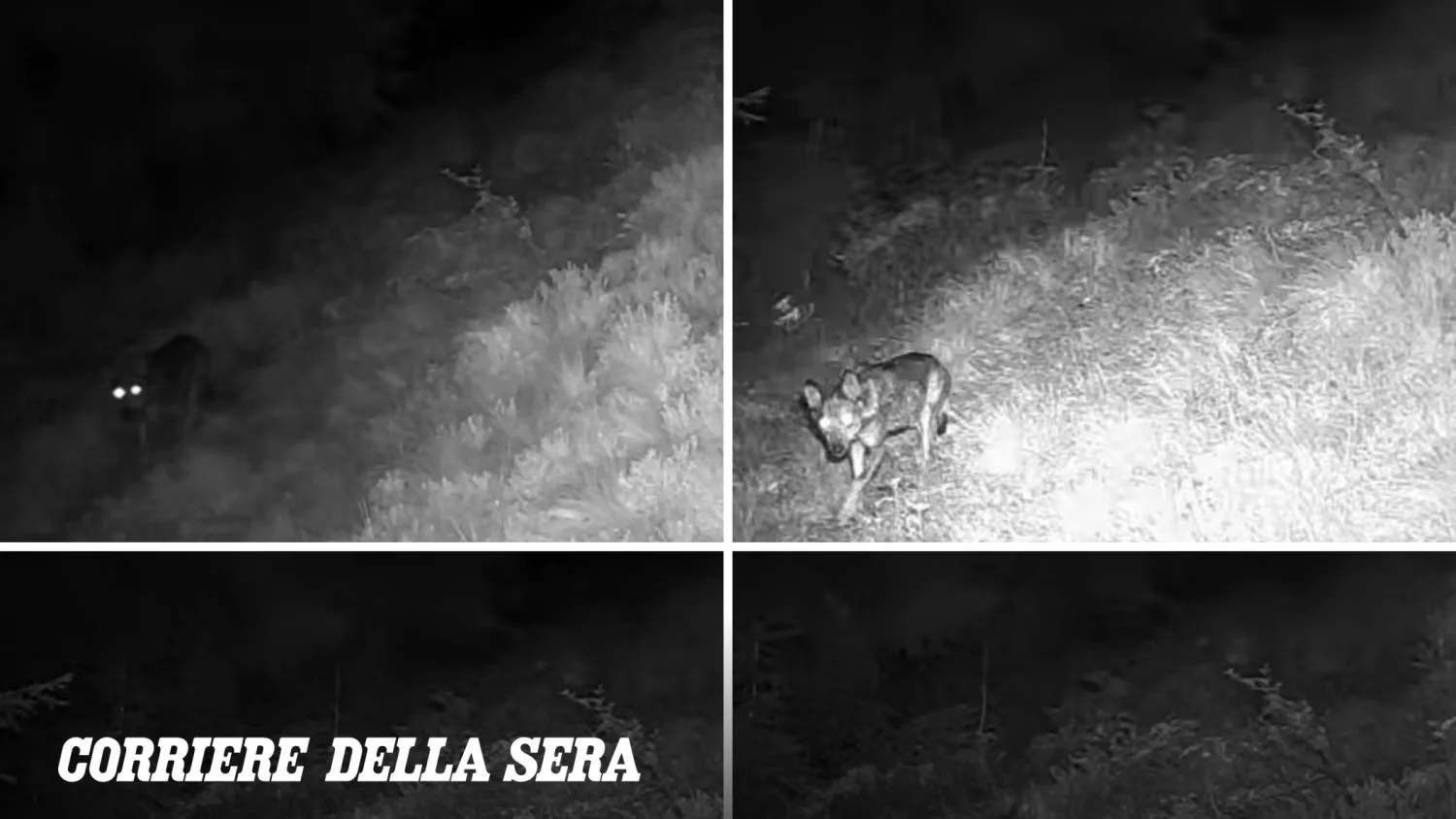 Luz e som afugentam o lobo: dissuasores protegem pastagens no Parque Adamello Brenta