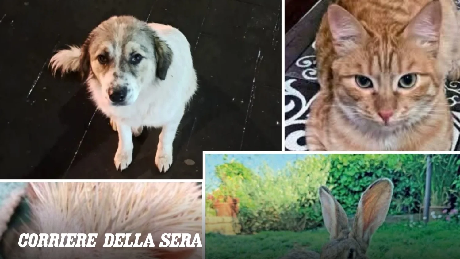 Mai più Soli: histórias de resgate e renascimento dos animais abandonados