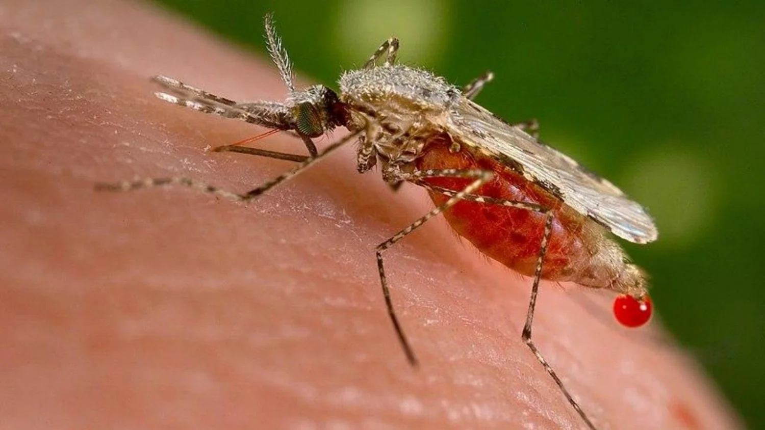 Malária no aeroporto de Frankfurt: seis contaminados, um morto; autoridades investigam mosquito transportado por avião