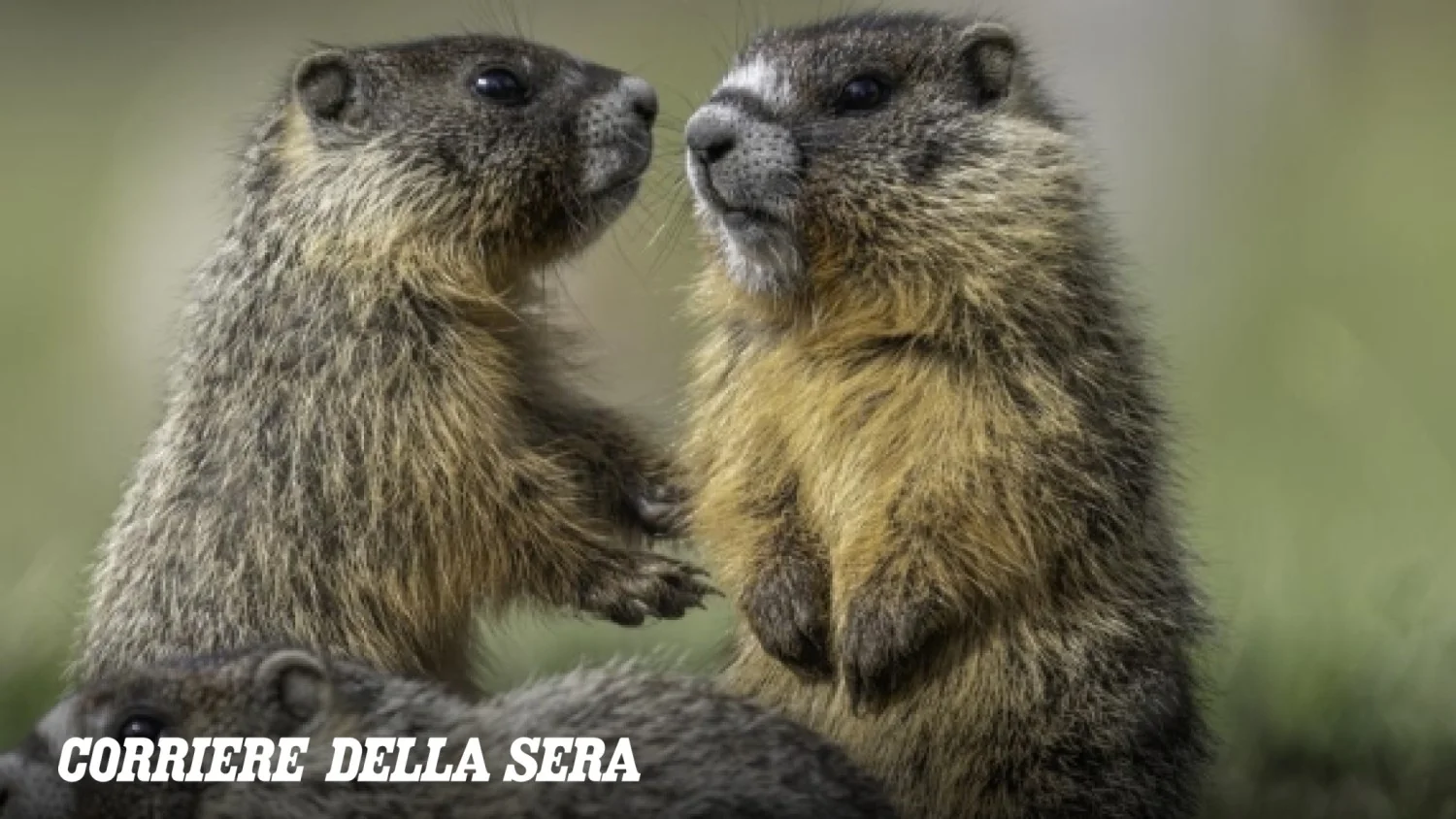 Como as marmotas do estudo de 60 anos criaram o OnlyMarms para driblar cortes e financiar pesquisa