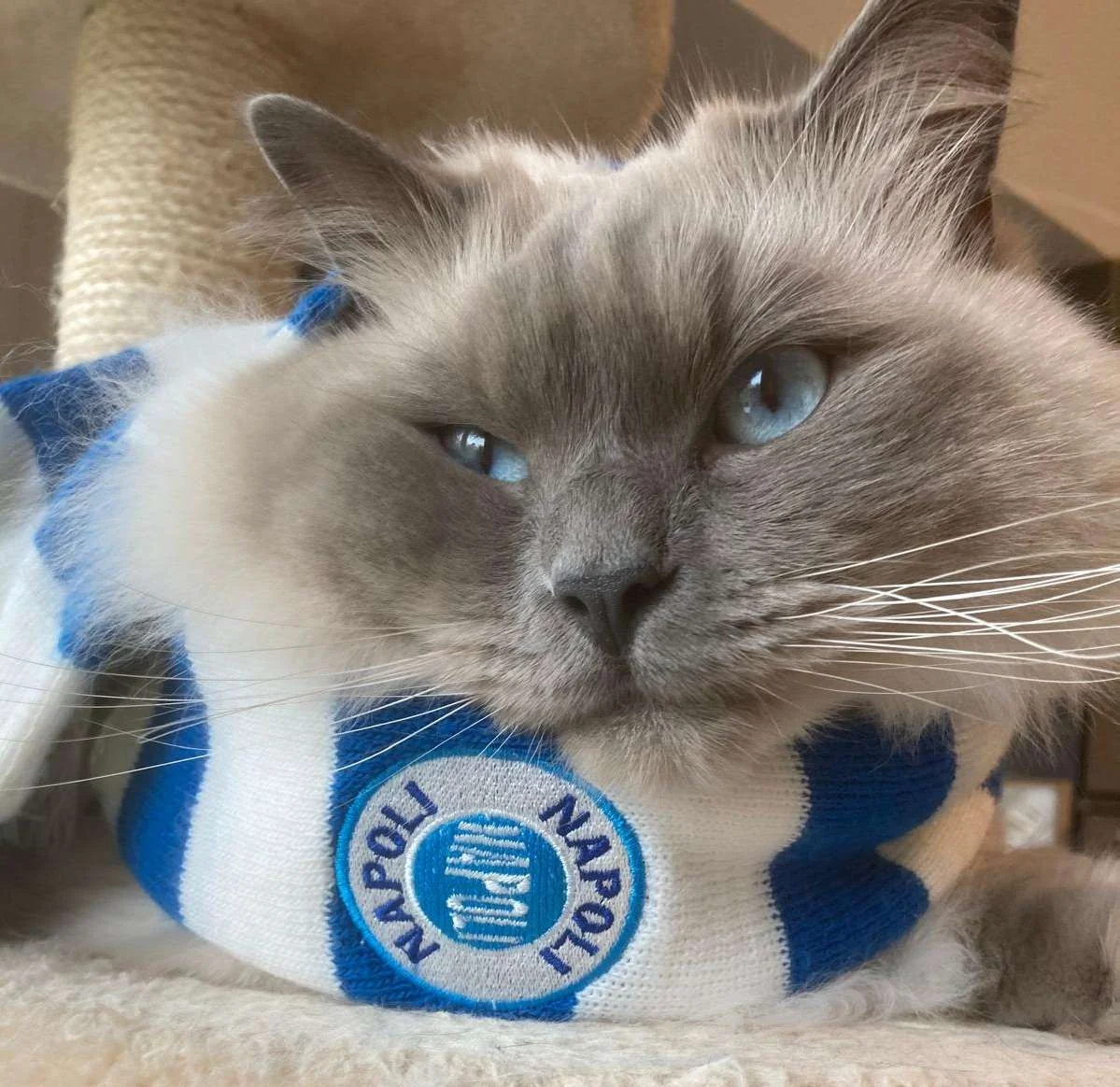 Maurizio De Giovanni: «Vivo com quatro gatos e sou o seu maggiordomo»