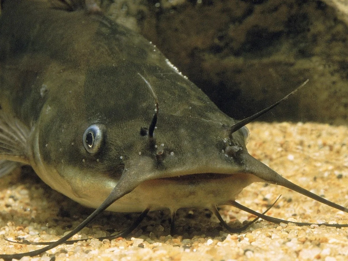 Descoberta de melanoma transmissível em peixes de água doce ilumina novas pesquisas sobre tumores contagiosos