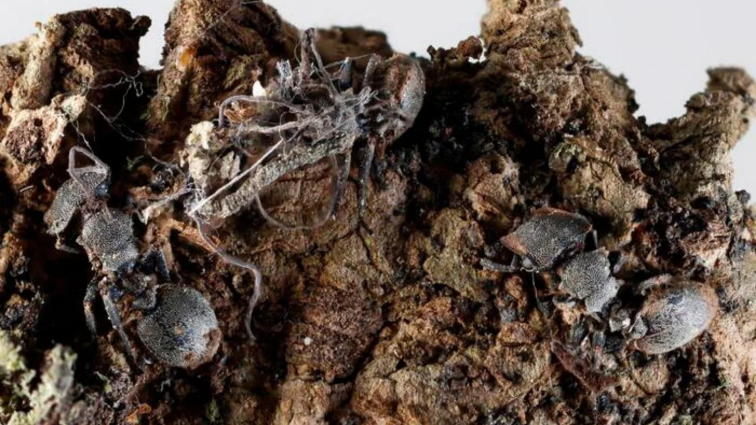 No México, cientistas descobrem fungos zumbi que infetam formigas e aranhas: nasce o Ophiocordyceps deltoroi