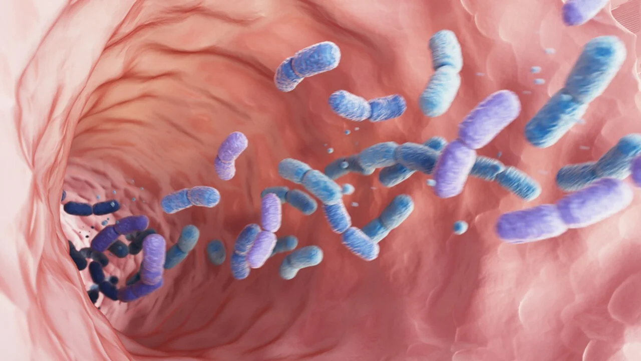 Microbiota intestinal pode anunciar doenças crônicas décadas antes, diz estudo do Policlinico Gemelli