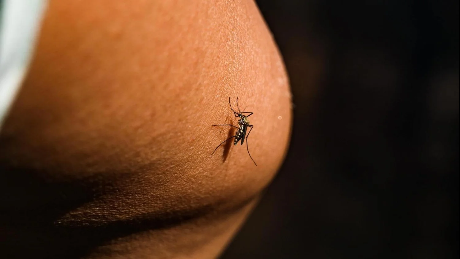 Morre idoso de 85 anos em Pavia por vírus West Nile; Abruzzo registra terceiro caso