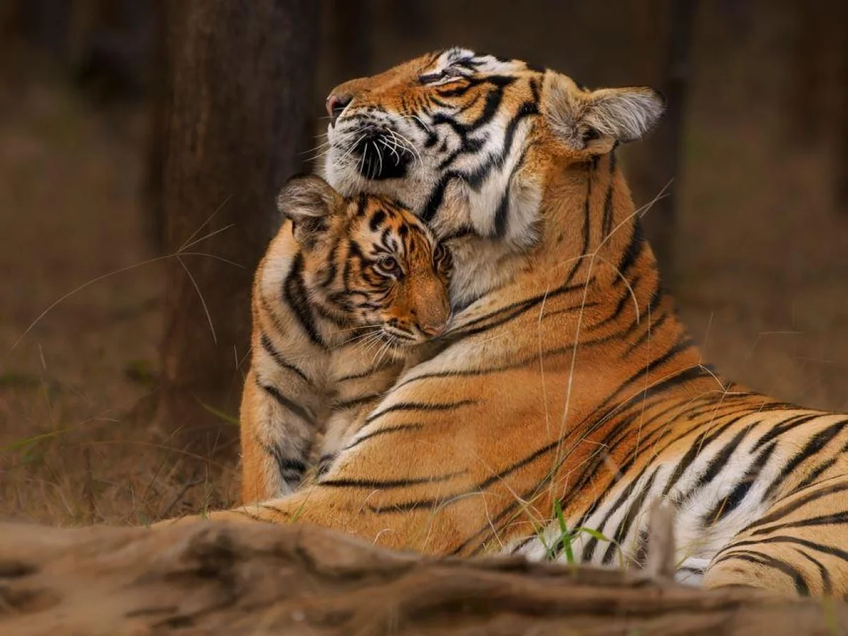 No Nepal, população de tigres mais que triplica em 16 anos: modelo de conservação eficaz