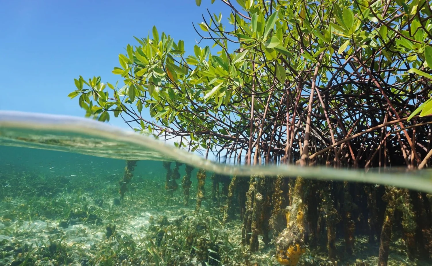 Neya amplia restauração de manguezais em Madagascar para 2.400 hectares no projeto Ma Honko